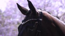 Licorice