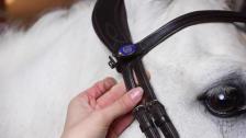 Click It Plain browband